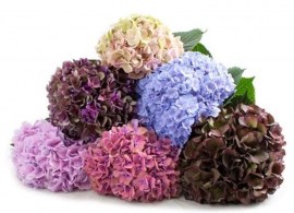 artificial-hydrangeas-aubergine-plum-550x550