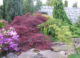 1024x768nacer_palmatum_dissectum_garnet2