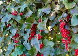 1489076791carolina-snailseed-cocculus-carolinus-fruit-detail-oier93g6olqyvid7xrp9068nqtr8ihpyr1if54y06o