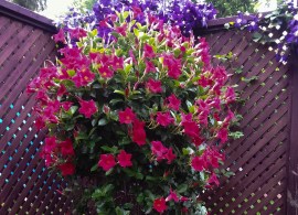 1621032922_99-p-mandevilla-foto-112