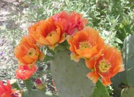 182643-425x283-prickly-pear-flower