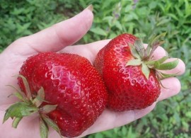 250952_216dhoney3