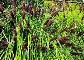 3439270686_w455_h430_pennisetum-peristoschetinnik-maundri