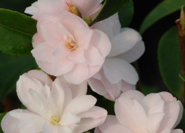 37711-camelia-champetre-cinnamon-cindy-22