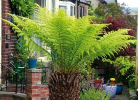 4-ferns-varieties-inc-dicksonia-antarctica-soft-tree-fern-9cm-_57