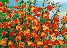 61leeiuwp8l._sy355_