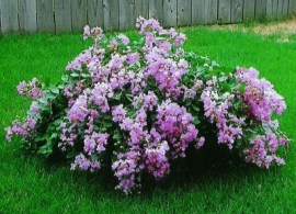 6666krausva-lagerstroemia-indica-with-love-virgin