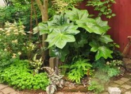 6e43587724a0e3f6519eee71c196d868--cool-plants-chickadees