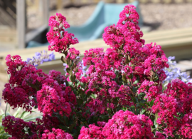 76250_lagerstroemia_i._kiss3