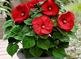 92975-02-baki_20120427213700