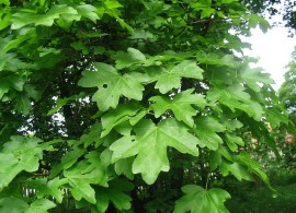 acer_campestre_big10