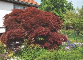 acer_palmatum_dissectum_atropurpureum_group_2008_3636