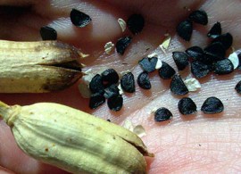 agave_seed