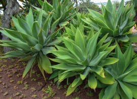 agavevilmoriniana28
