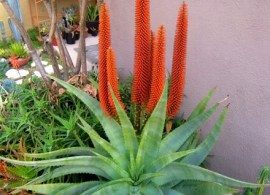 aloes-8