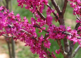 appalachianredbud