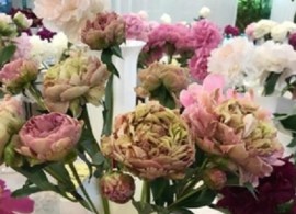 arindal