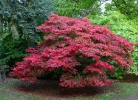 autumn_colours_japanese_maple_img_0341