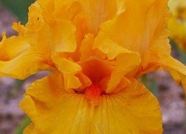 b74ac1249a4870b811618bf435856a7f--planter-irises