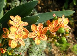 belamcanda-chinensis-01
