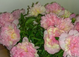 bella-rosa-1-2-768x576