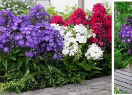 bloomsz-flower-bulbs-09798-64_1000