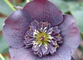 blue-anemone