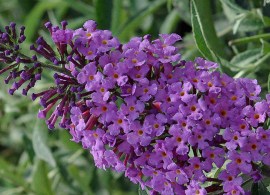 buddleja-davidii-sophie