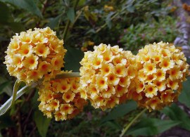 buddleja1a