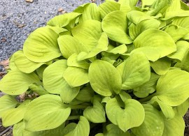 byliny-i-trawy_hosta-funkia_73880_2
