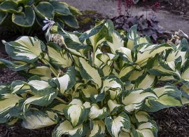 byliny-i-trawy_hosta-funkia_73882_3