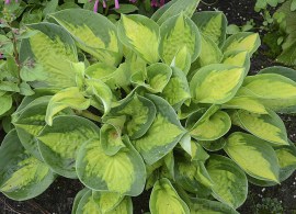 byliny-i-trawy_hosta_73892_2