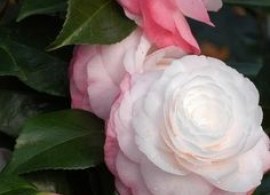 c7c550b659e00adf65d2ccddea116e06--camellia-japonica-woodland-garden