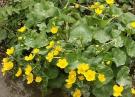 caltha-palustris-01_800x