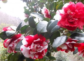 camelia_gozzano_visitlakeorta4