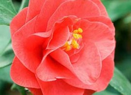 camellia-reticulata-mary-williams-1