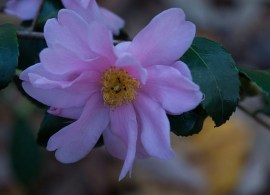 camellia-winters-charm-2--rachelgreenbelt--cc-by-nc-sa-2-0