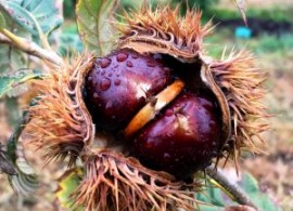 chestnut-300x300