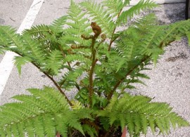 cyathea_cooperi