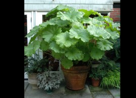 darmera-peltata-dunn