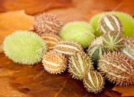 depositphotos_6896486-stock-photo-wild-cucumber