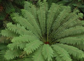 dicksonia-antarctica1-1