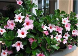 dipladenia