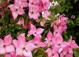 dogwood-rosy-teacups-2