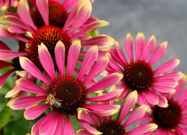 echinacea-prima-spider-1
