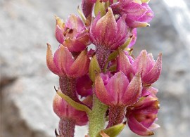 epipactis-atrorubens6