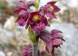 epipactis-atrorubens7