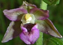 epipactis-helleborine16