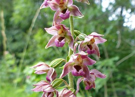 epipactis-helleborine18