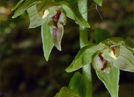 epipactis-leptochila8